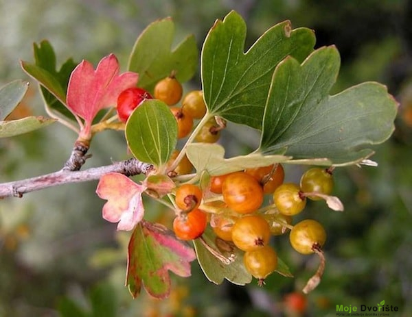 Zlatna ribizla - Missouri Currant - Buffalo Currant