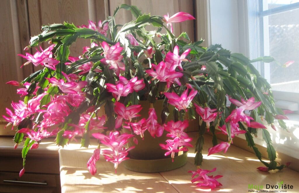 Božićni kaktus – Schlumbergera x buckleyi