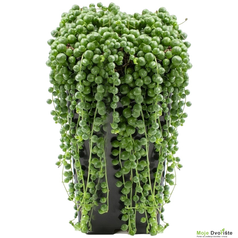 Senecio rowleyanus