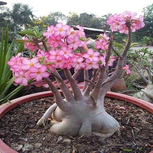 Pustinjska ruža – Adenium obesum