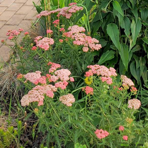 Najduže Cvetajuće Višegodišnje Biljke - Achillea millefolium