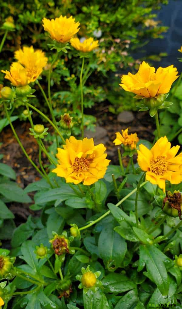 Najduže cvetajuće višegodišnje biljke - Koreopsis grandiflora