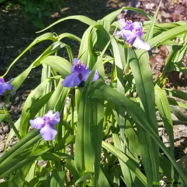 Najduže cvetajuće višegodišnje biljke - Tradescantia virginiana L.