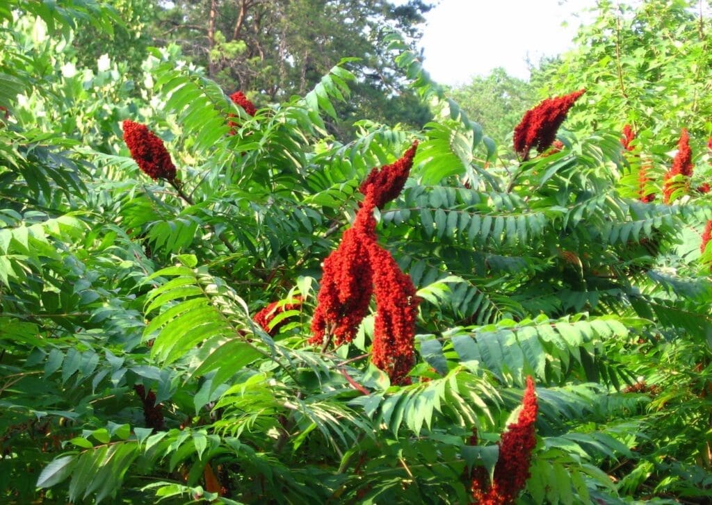 rhus-glabra-smooth-sumac-long-island-natives | Moje Dvorište Rhus glabra | Moje Dvorište