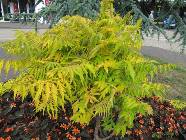 rhus-typhina-tiger-eyes-shrubs-for-sale-uk-letsg | Moje Dvorište Sitnolisni ruj - Rhus typhina ˈTiger Eyesˈ: | Moje Dvorište