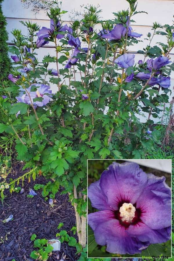 Najduže cvetajuće višegodišnje biljke - Hibiscus siriacus