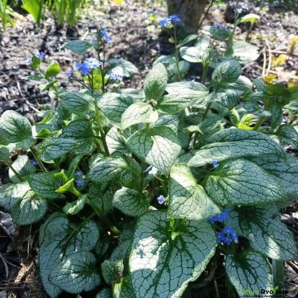 Najduže cvetajuće višegodišnje biljke - Brunnera macrophylla