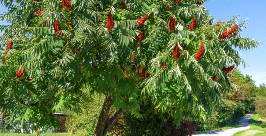sitnolisi ruj | Moje Dvorište sitnolisi ruj | Moje Dvorište