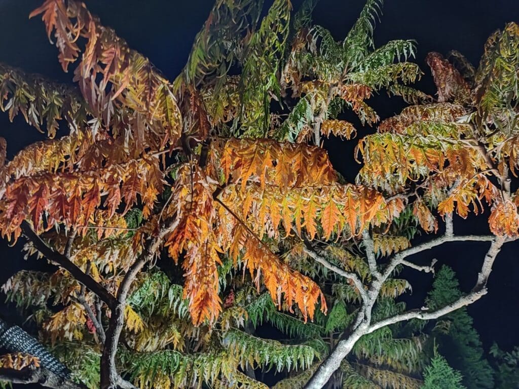 word-image-6600-8 | Moje Dvorište Drveće sitnolisnog ruja je otporno do -23 °C | Moje Dvorište