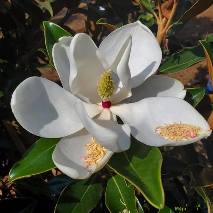 69423072_2665100816854788_7937241352763342848_n | Moje Dvorište Magnolia Grandiflora ‘Teddy Bear’ | Moje Dvorište