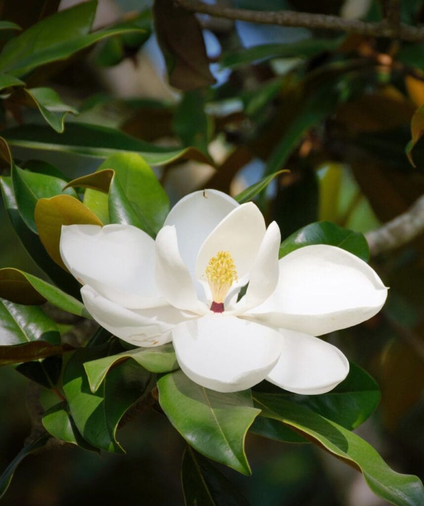 edith-bogue-southern-magnolia-or-bower-and-branch | Moje Dvorište Magnolia ‘Edith Bogue’ | Moje Dvorište