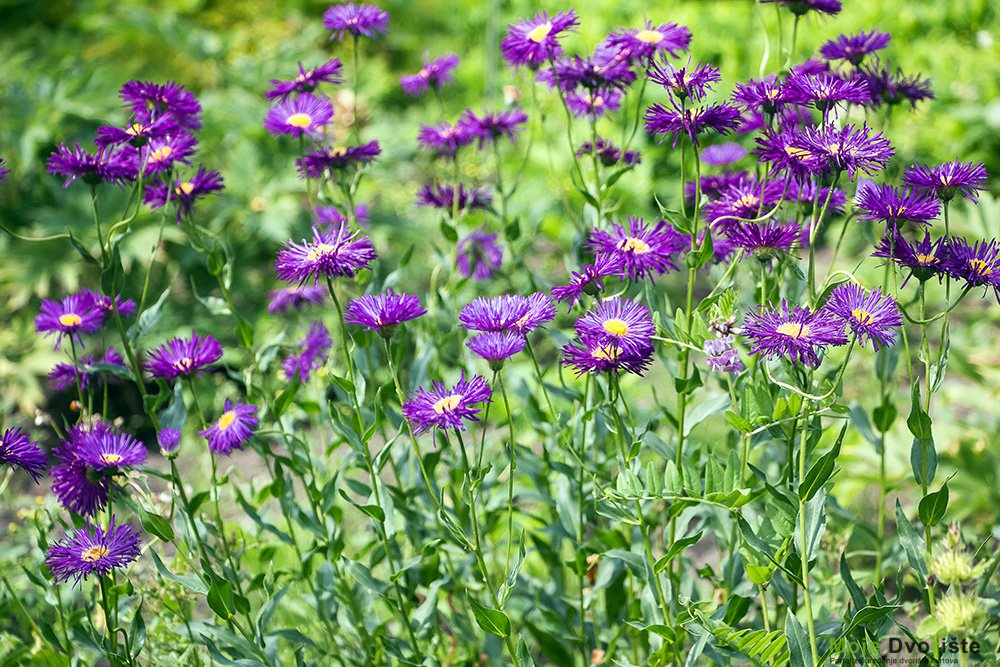 ErigeronSpeciosusKnownAsAspenFleabaneGardenFleabaneAndShowy | Moje Dvorište Erigeron | Moje Dvorište'Dunkelste Aller'