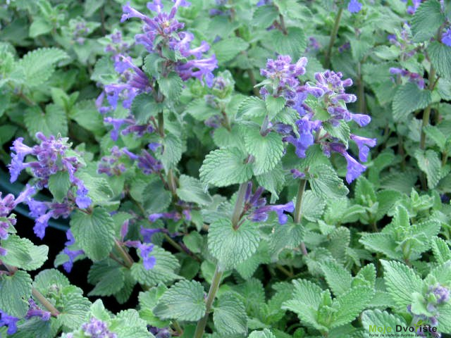 Nepeta cataria | Moje Dvorište