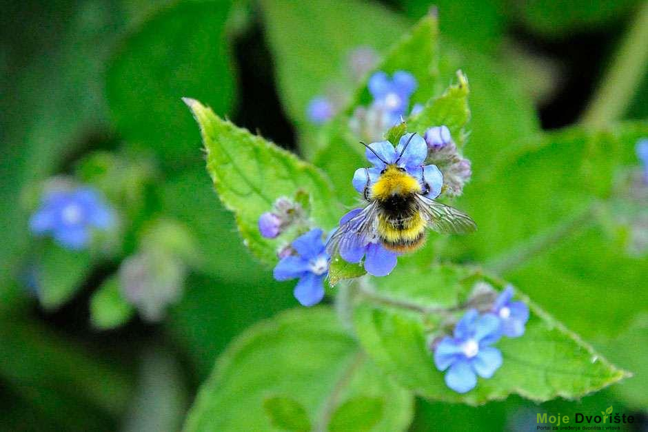 bumbar | Moje Dvorište Bumbar | Moje Dvorište
