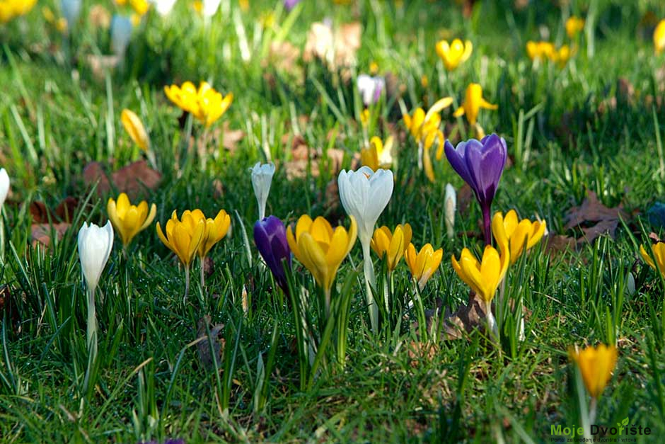 krokus | Moje Dvorište Krokusi | Moje Dvorište