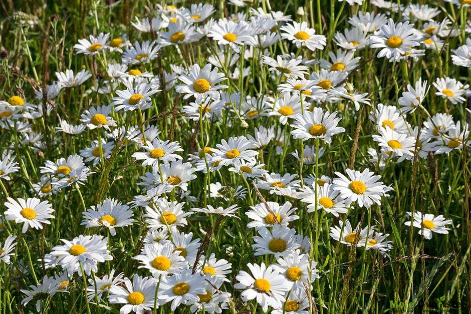 kamilica | Moje Dvorište Stvaranje cvetne livade | Moje Dvorište