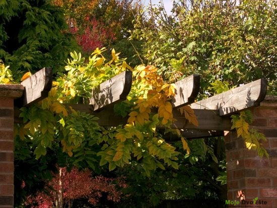 Glicinija | Moje Dvorište