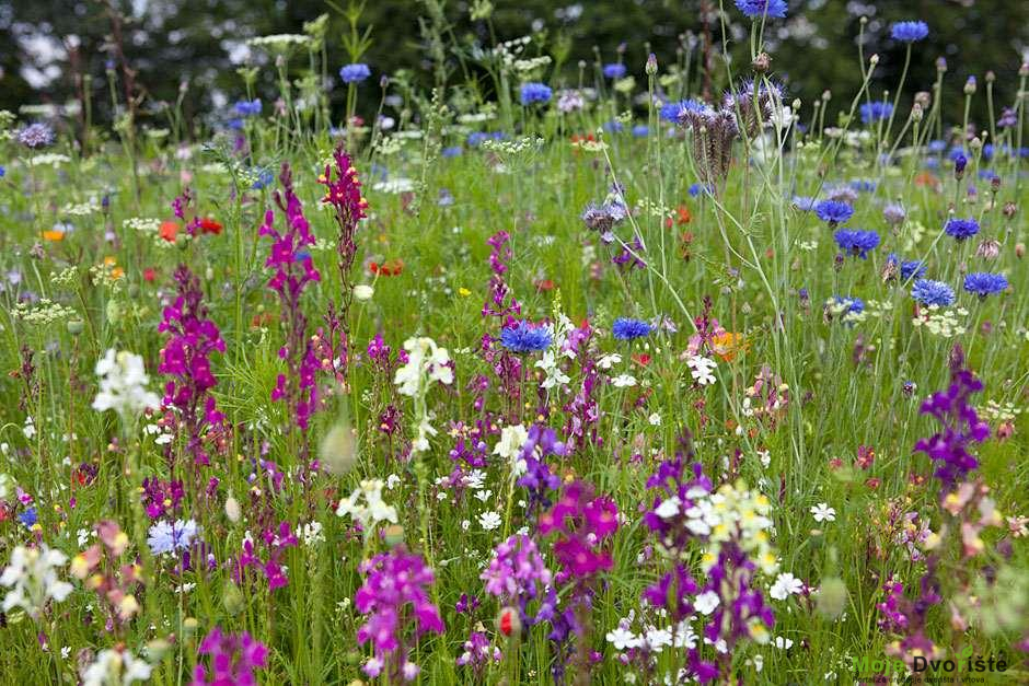 Stvaranje cvetne livade | Moje Dvorište Stvaranje cvetne livade | Moje Dvorište