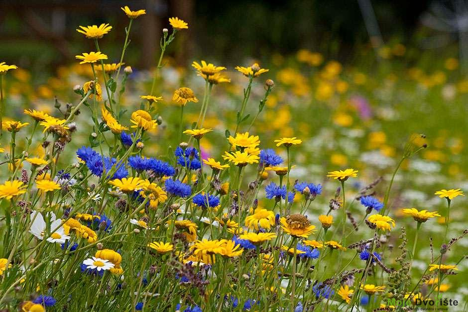 Stvaranje cvetne livade | Moje Dvorište Stvaranje cvetne livade | Moje Dvorište