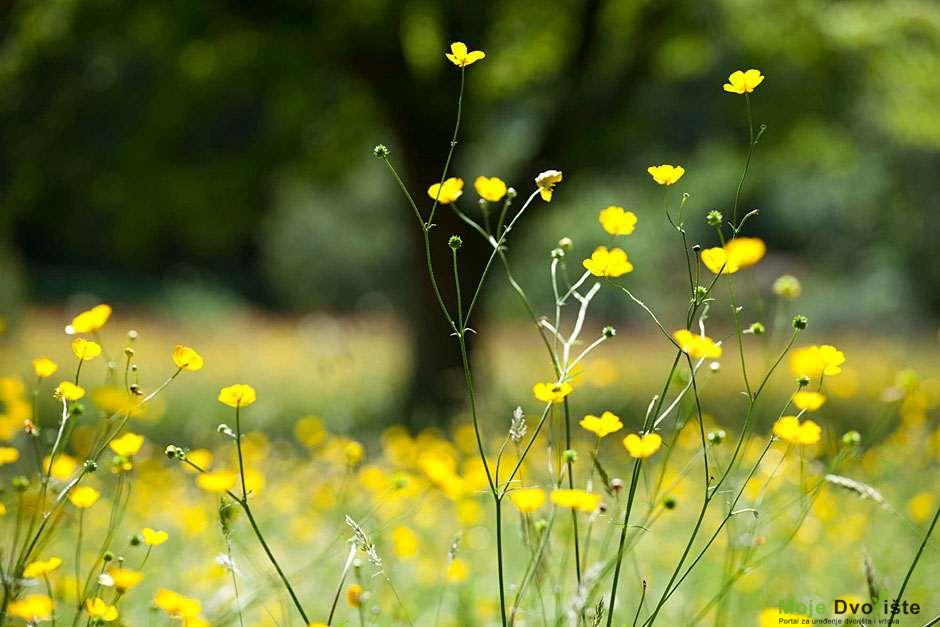 https-www-rhs-org-uk-getmedia-c56603bb-b17f-4fc4 | Moje Dvorište https://www.rhs.org.uk/getmedia/c56603bb-b17f-4fc4-bb54-e7b1417d1246/Wildflower-meadow_MAR0004866.jpg?width=940&height=627&ext=.jpg | Moje Dvorište