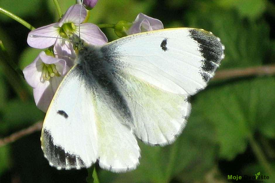 Stvaranje cvetne livade | Moje Dvorište Stvaranje cvetne livade | Moje Dvorište