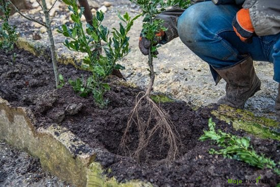 biljke sa golim korenom | Moje Dvorište