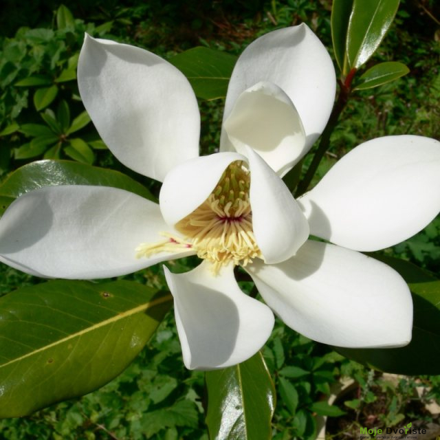 magnolia-grandiflora-kay-parris-agm-magnolias | Moje Dvorište Magnolia grandiflora | Moje Dvorište'Kay Parris'