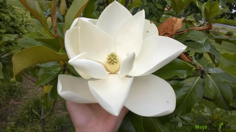 magnolia-grandiflora-samuel-sommer-or-magnoliasto | Moje Dvorište Magnolia grandiflora | Moje Dvorište'Samuel Sommer'