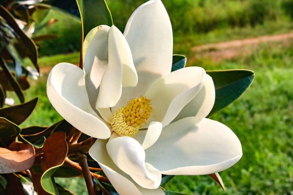 magnolia-grandiflora-tmgh-~-altar-southern-magno | Moje Dvorište Magnolia grandiflora | Moje Dvorište'Alta'