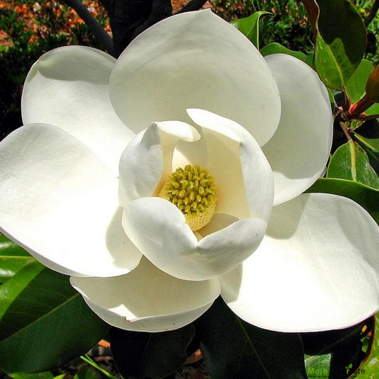 magnolia-grandiflora-victoria-vente-magnolia-p | Moje Dvorište Magnolia grandiflora | Moje Dvorište'Victoria'