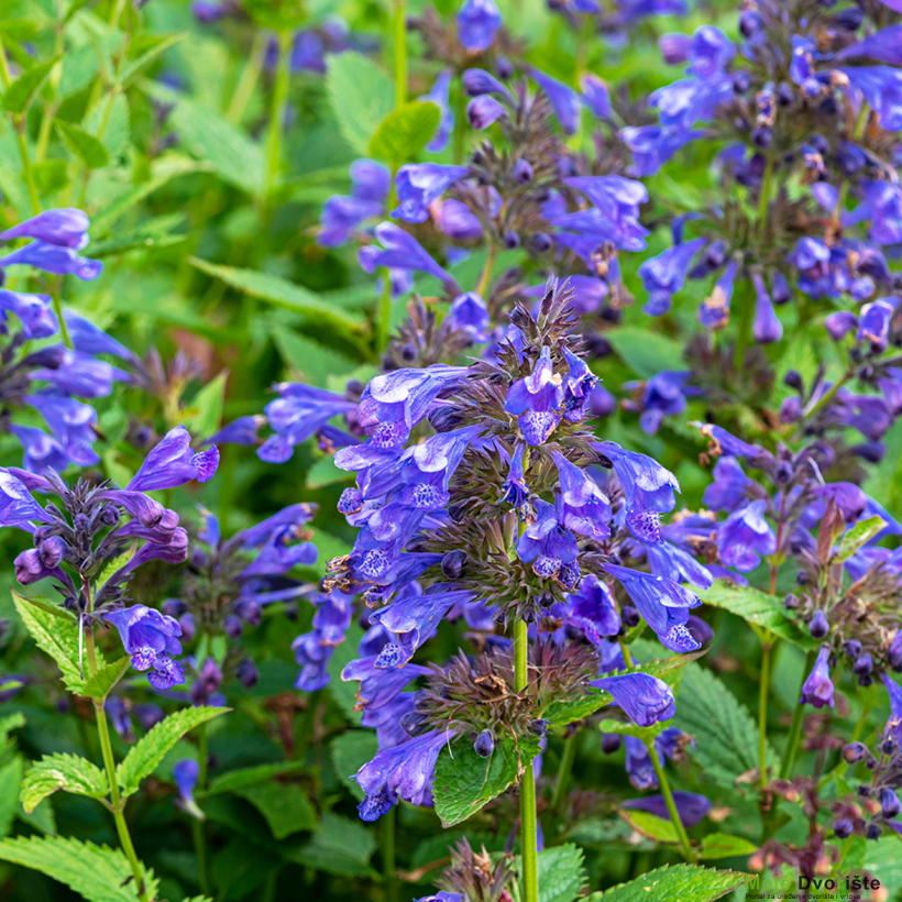 Nepeta ‘Blue Dragon’ | Moje Dvorište