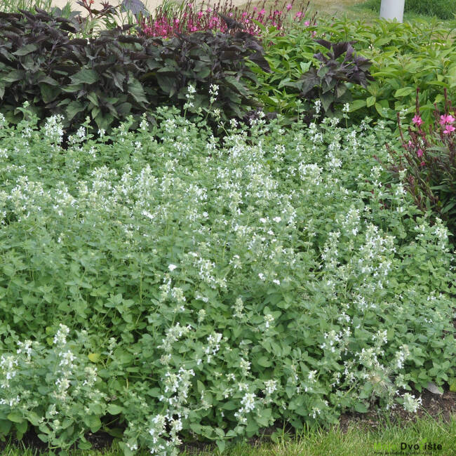 Nepeta racemosa  | Moje Dvorište'Snowflake'