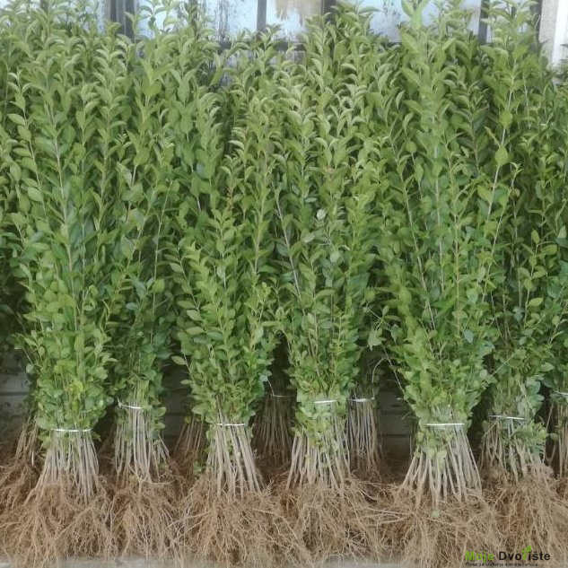 Sadnice sa golim korenom | Moje Dvorište