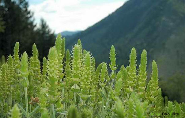 Planinski čaj (Sideritis scardica) | Moje Dvorište