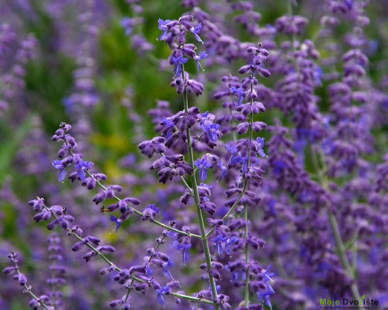 https-www-gardensonline-com-au-uploads-plant-184 | Moje Dvorište Ruska Žalfija - Perovskia | Moje Dvorište