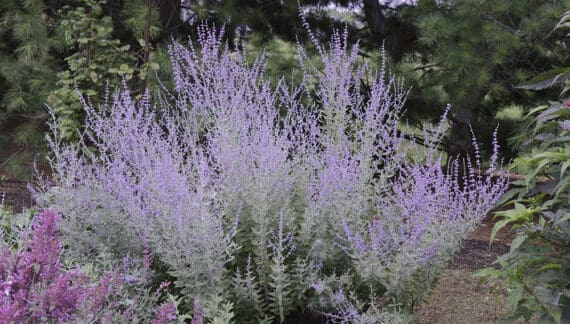 Ruska Žalfija - Perovskia