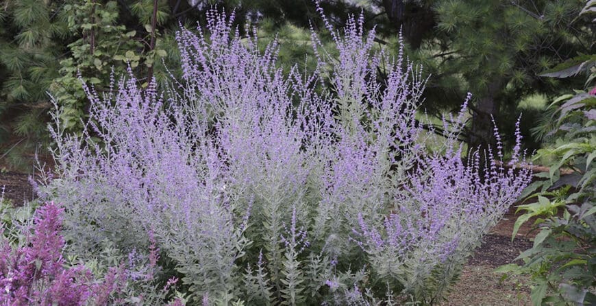 Ruska Žalfija - Perovskia | Moje Dvorište Ruska Žalfija - Perovskia | Moje Dvorište