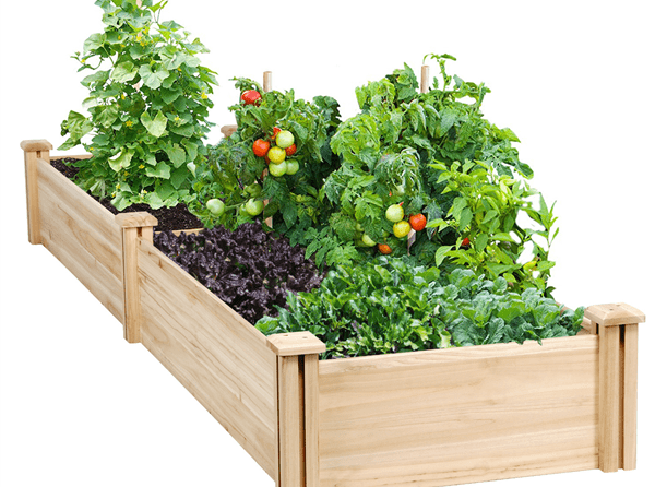 Gajenje Povrća | Moje Dvorište