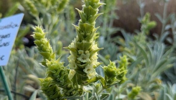 Planinski čaj (Sideritis scardica)