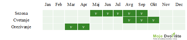 word-image-6787-2 | Moje Dvorište Kako uzgajati rusku žalfiju | Moje Dvorište