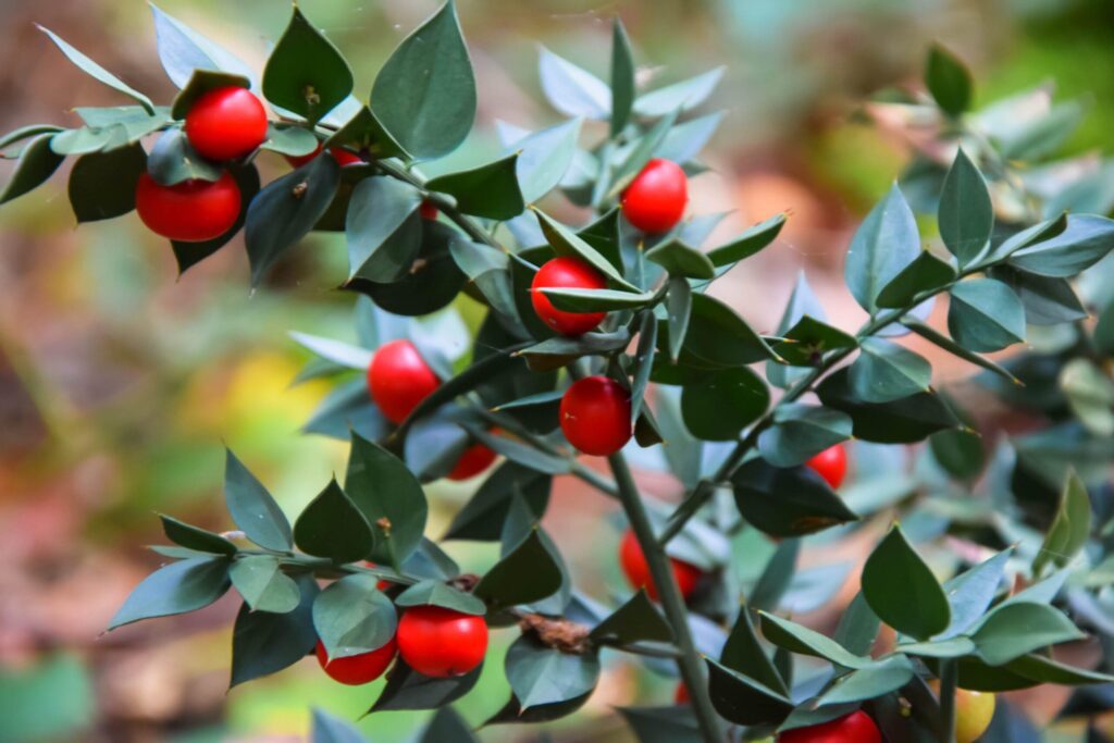 ruscus-aculeatus-butchers-broom-care-cultivat | Moje Dvorište Ruscus aculeatus - kostrika | Moje Dvorište