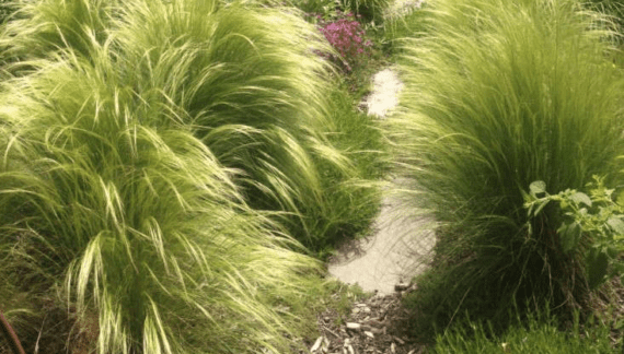 Calamagrostis x acutiflora 'Karl Foerster' - image on http://mojedvoriste.in.rs