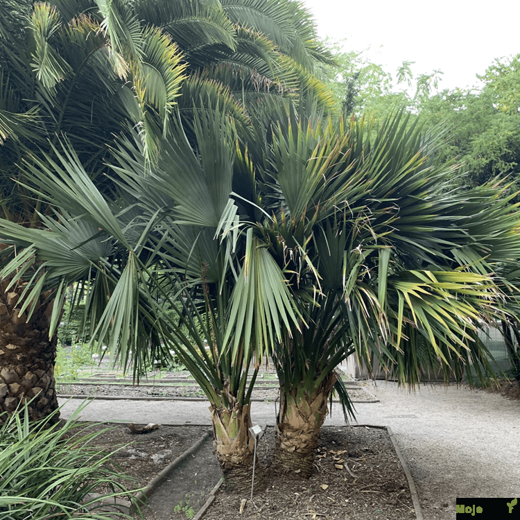 sabal-minor-louisiana-louisiana-palmetto-flo | Moje Dvorište Palme: Sabal minor | Moje Dvorište