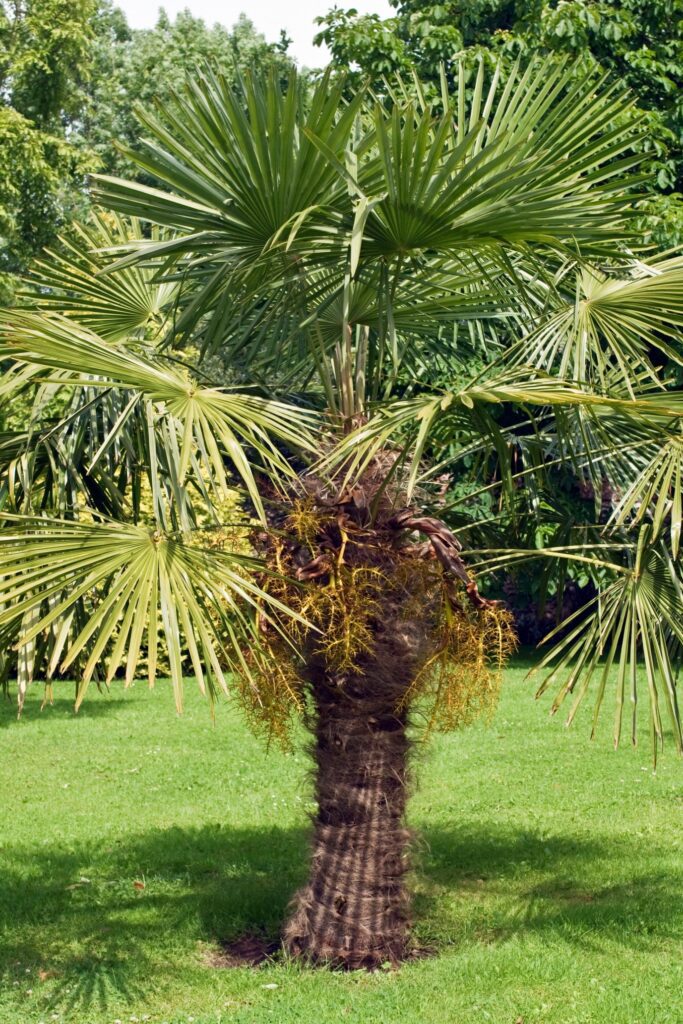 trachycarpus-fortunei-van-den-berk-nurseries | Moje Dvorište Palme: Trachycarpus fortunei | Moje Dvorište