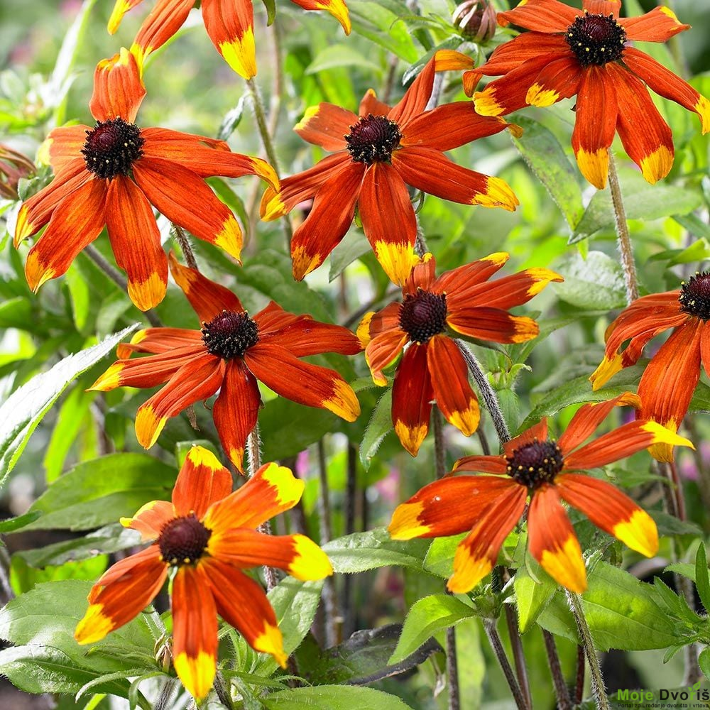 Rudbeckia triloba ‘Prairie Glow’ | Moje Dvorište Rudbeckia triloba ‘Prairie Glow’ | Moje Dvorište