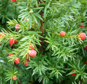 Taxus x media | Moje Dvorište Taxus x media | Moje Dvorište