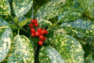 Aucuba japonica | Moje Dvorište Aucuba japonica | Moje Dvorište