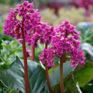 Bergenia cordifolia | Moje Dvorište Bergenia cordifolia | Moje Dvorište