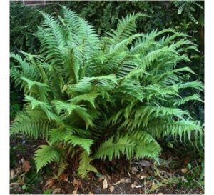 Dryopteris spp | Moje Dvorište Dryopteris spp. | Moje Dvorište