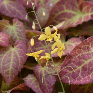 Epimedium x perralchicum | Moje Dvorište Epimedium x perralchicum | Moje Dvorište